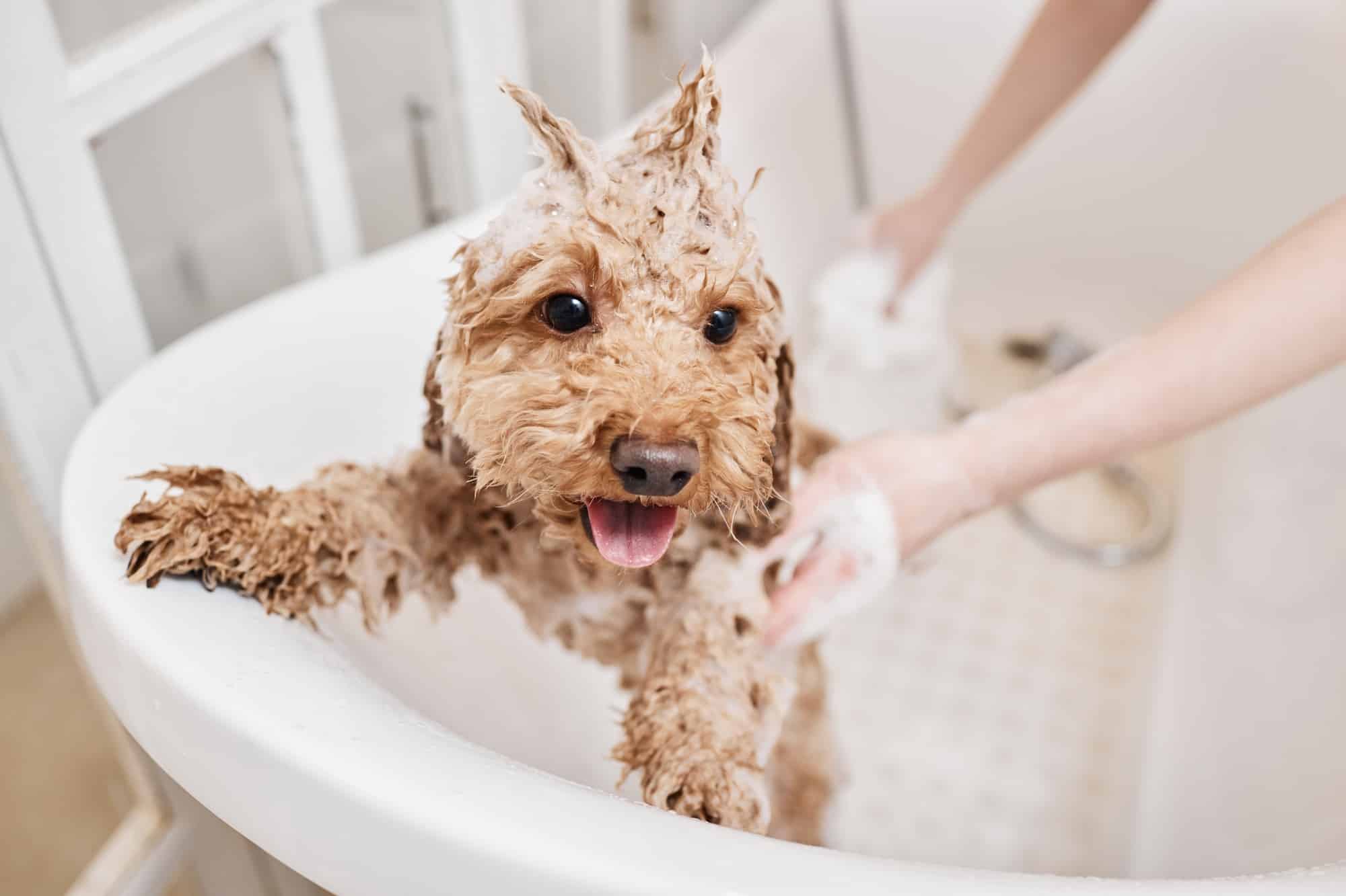 Cute Wet Dog Bathing with Funky Hairstyle