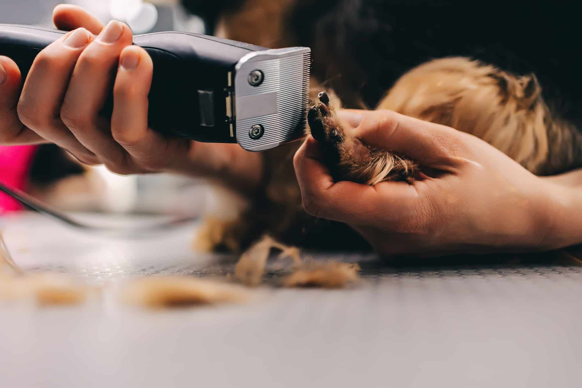 Yorkie dog haircut. A groomer trims a dog's coat.